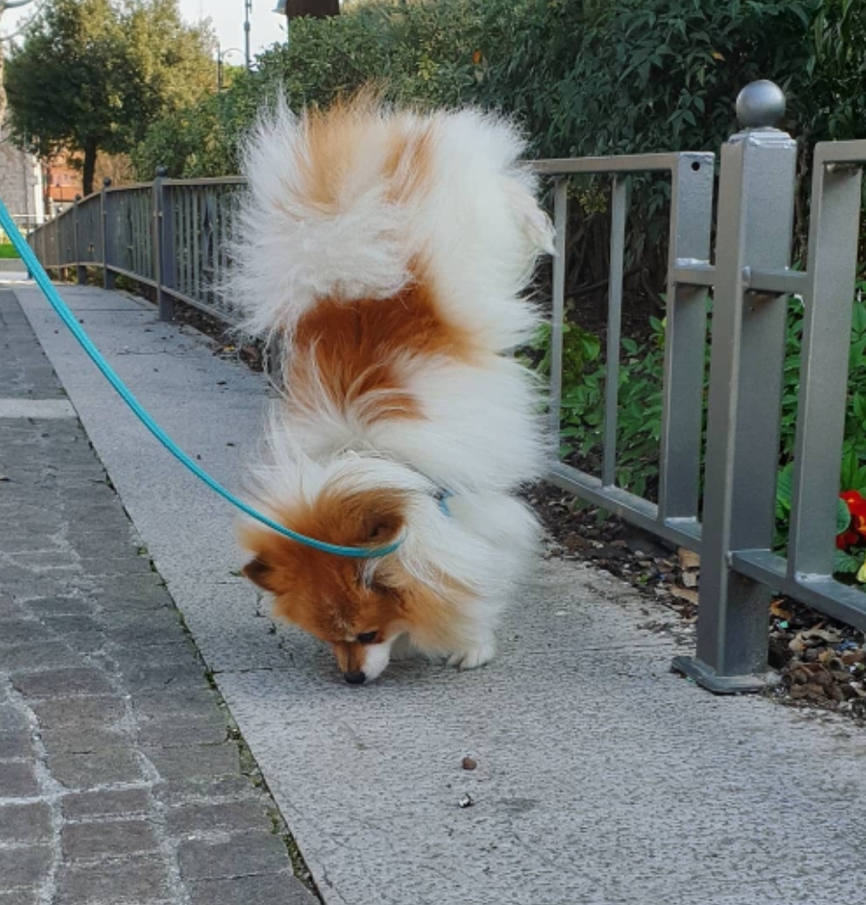 Mono orecchino Pomerania - immagine 2